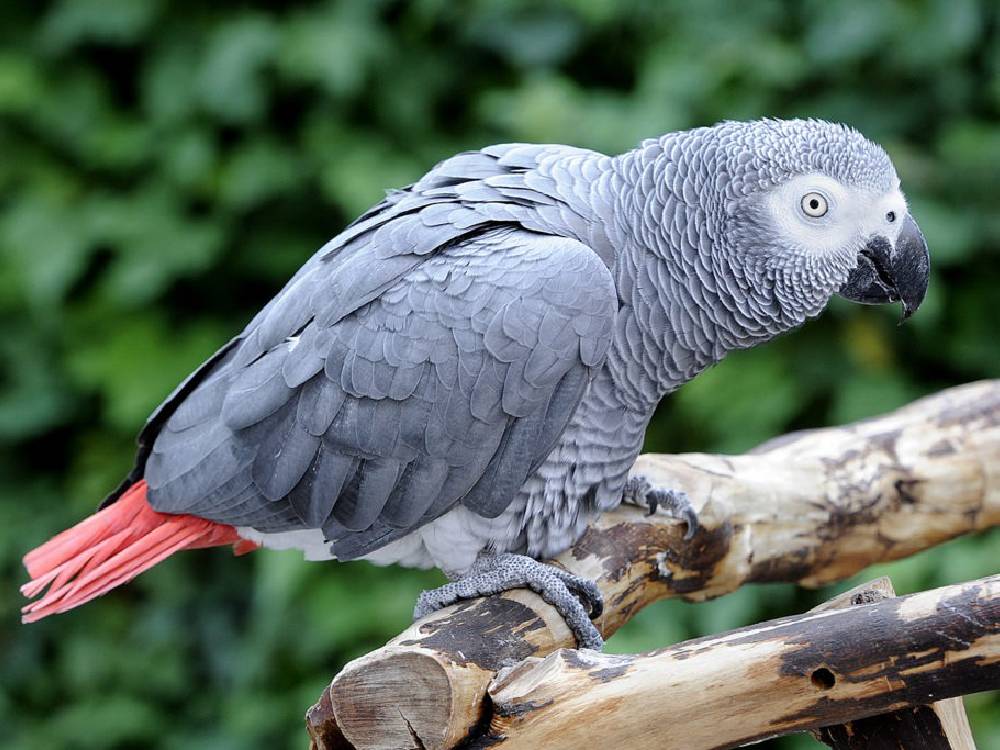 African Grey Parrot