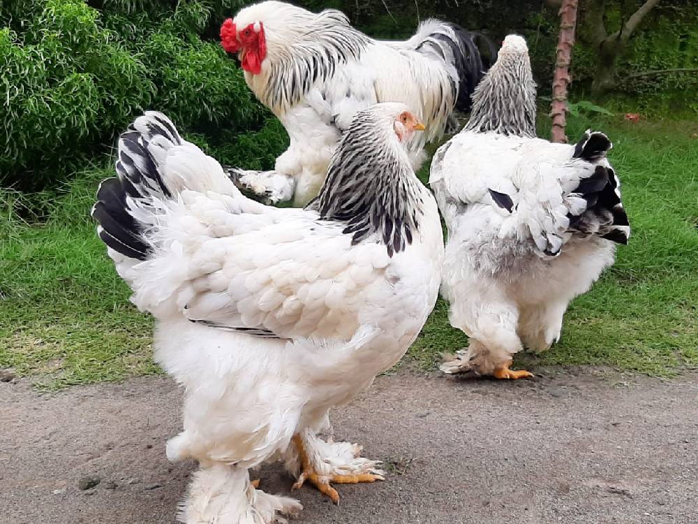 Ayam Brahma