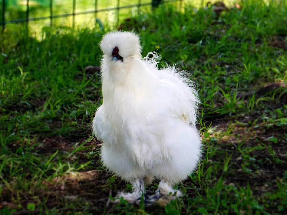 Ayam Kapas