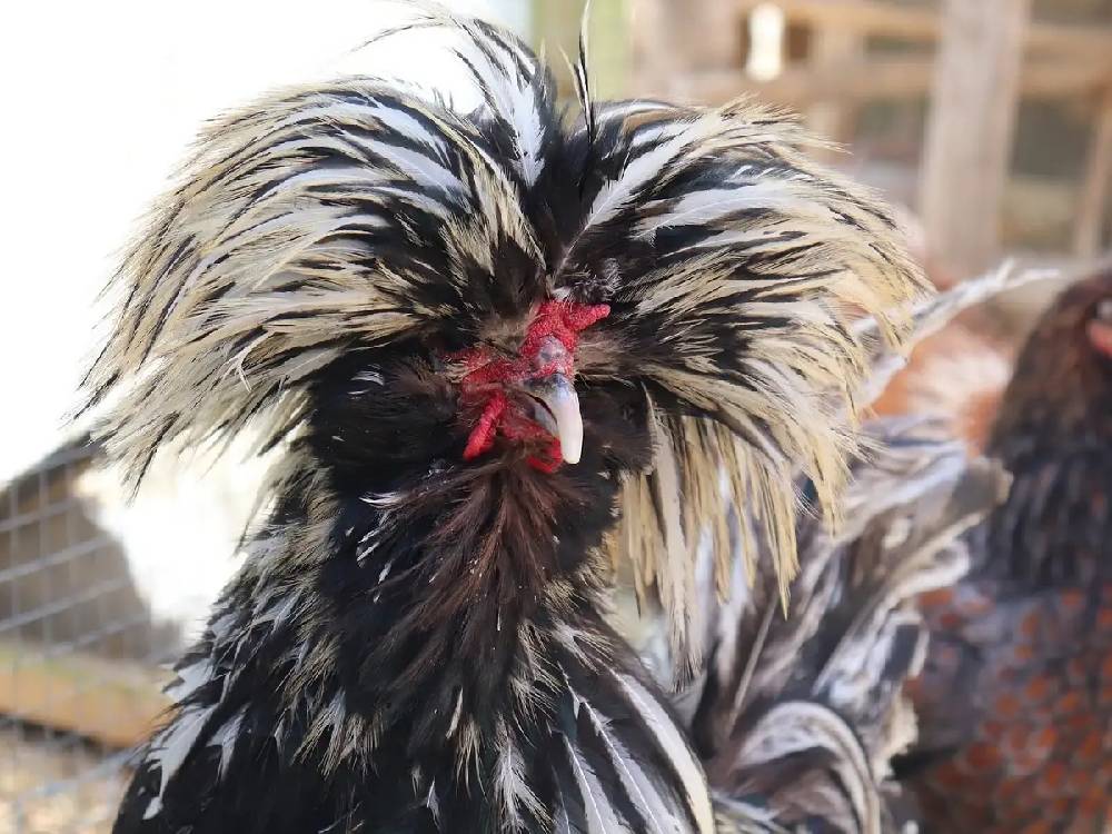 Ayam Poland