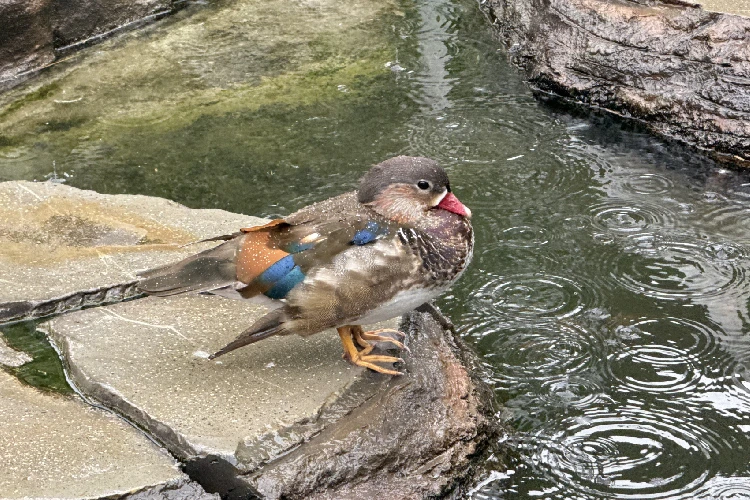 Bebek Mandarin