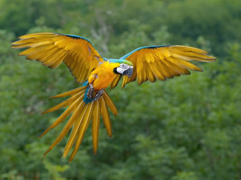 Blue & Gold Macaw