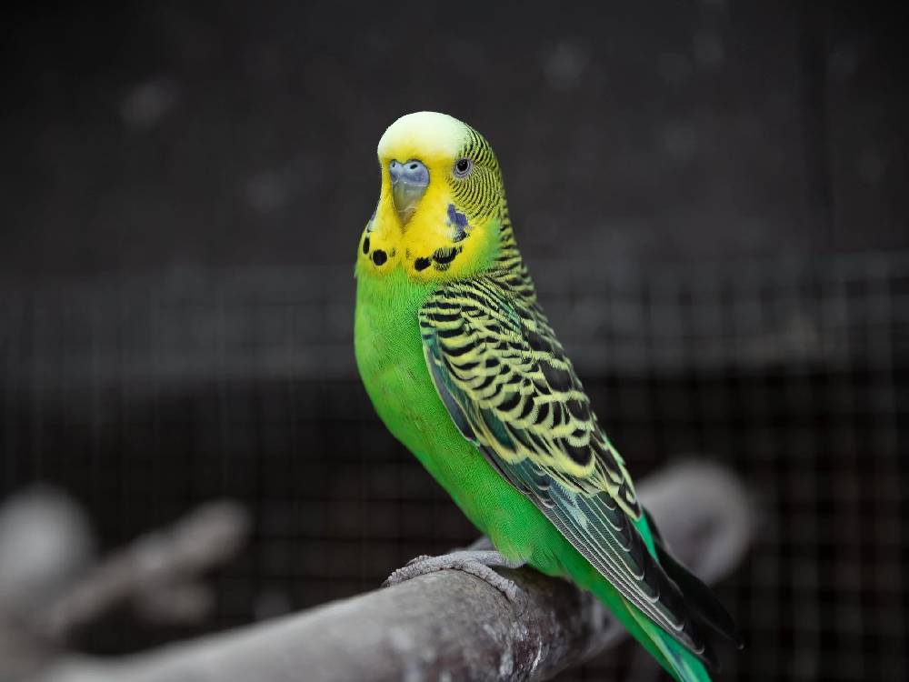 Budgie/Budgerigar