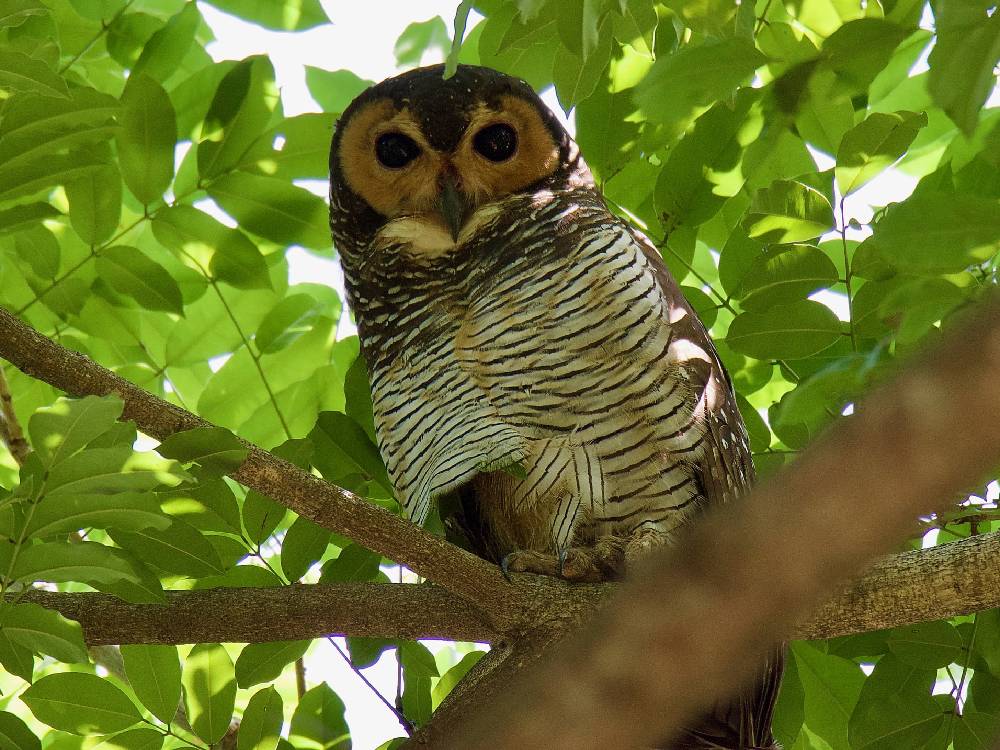 Burung Hantu Strix