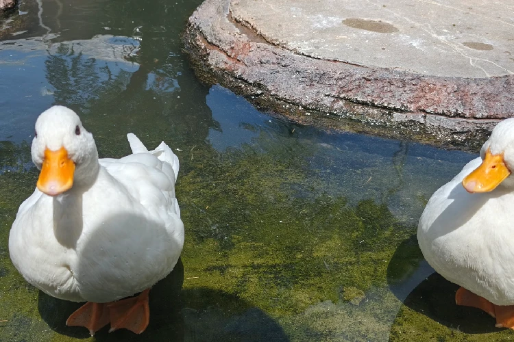 Call Duck