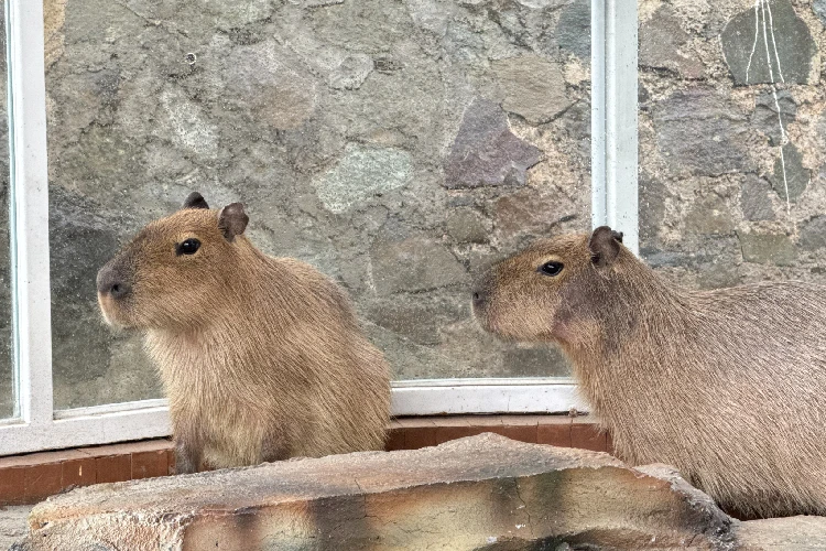 Capybara
