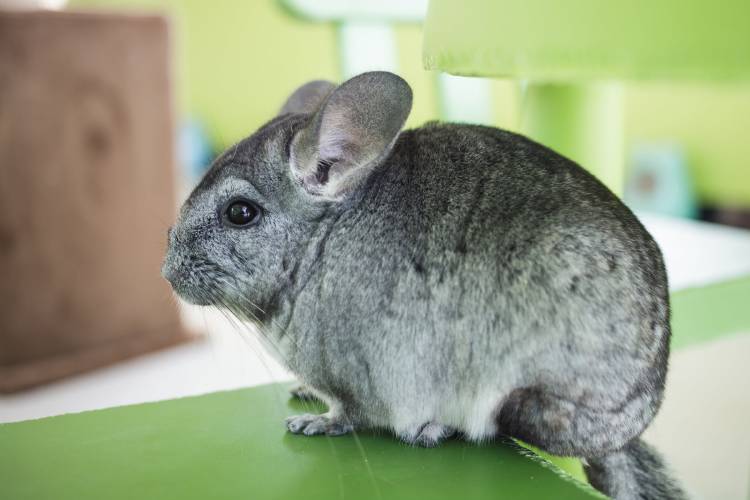 Chincilla