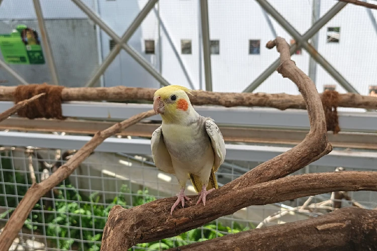 Cockatiel