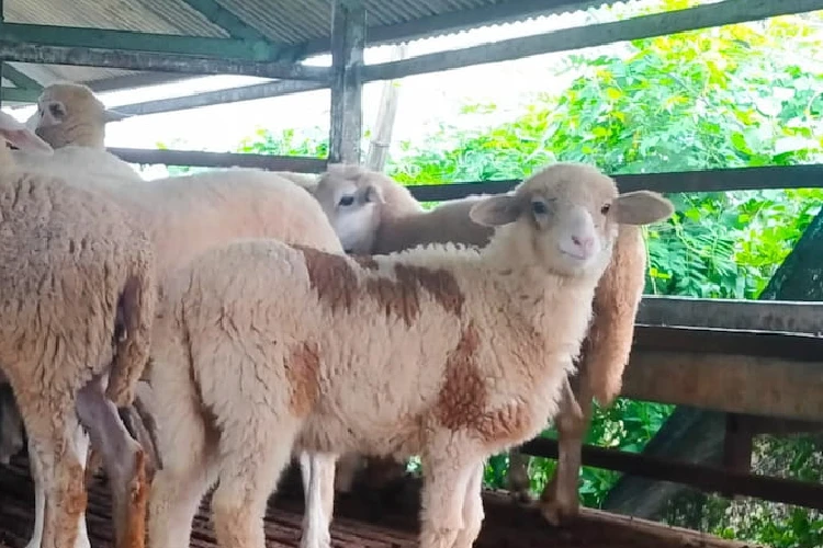 Domba Merino