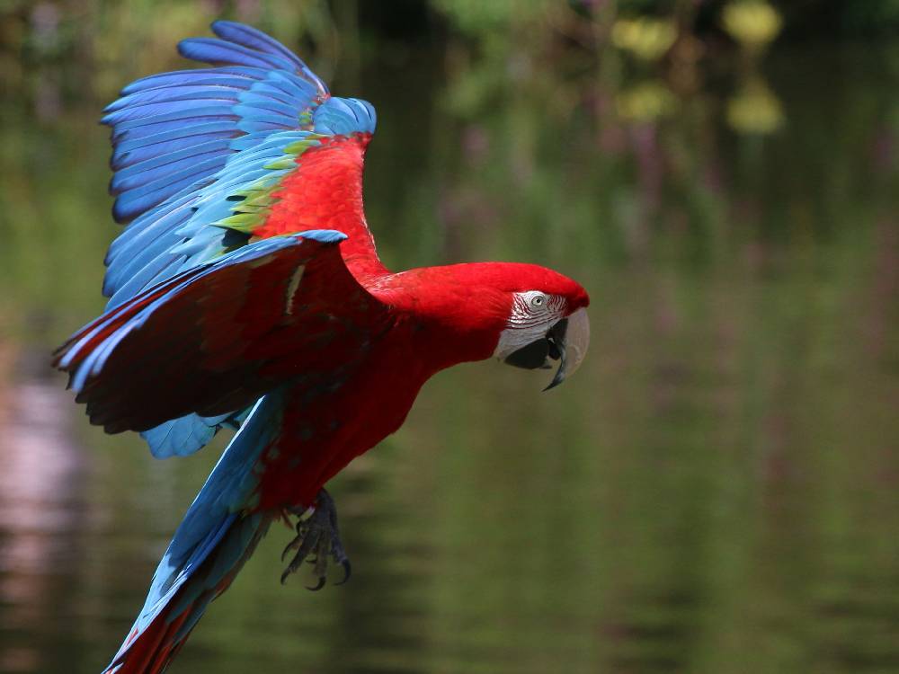 Green Winged Macaw
