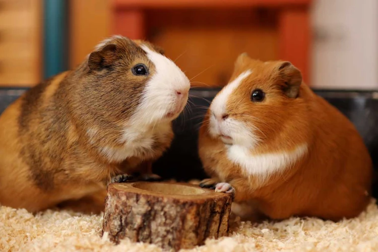 Guinea Pig