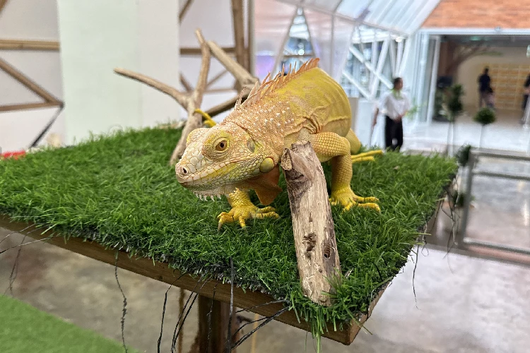 Iguana