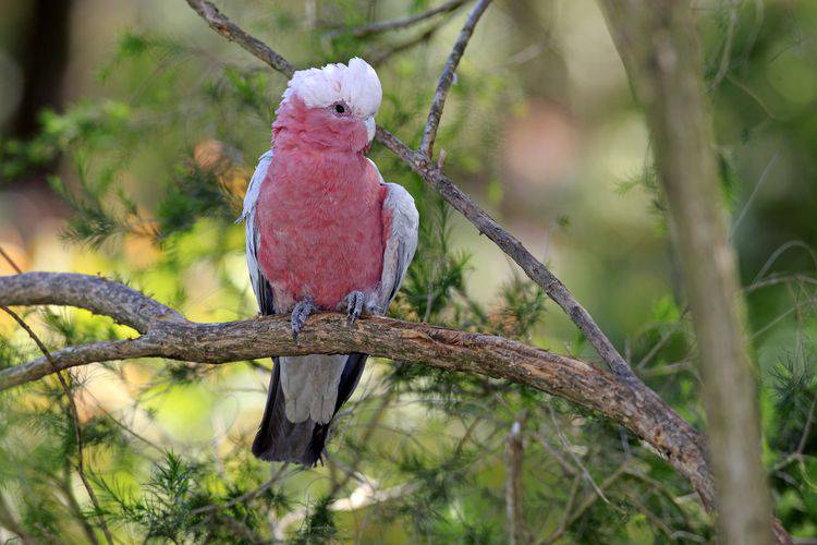 Kakatua Galah