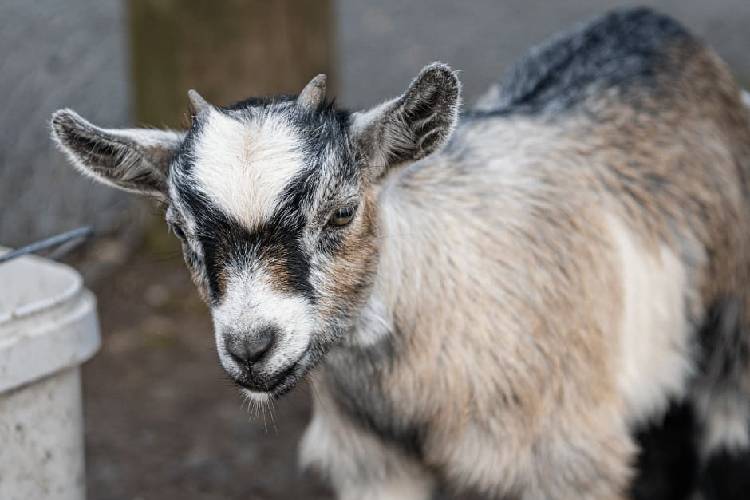 Kambing Pigmi