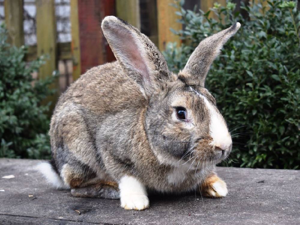 Kelinci Flemish Giant