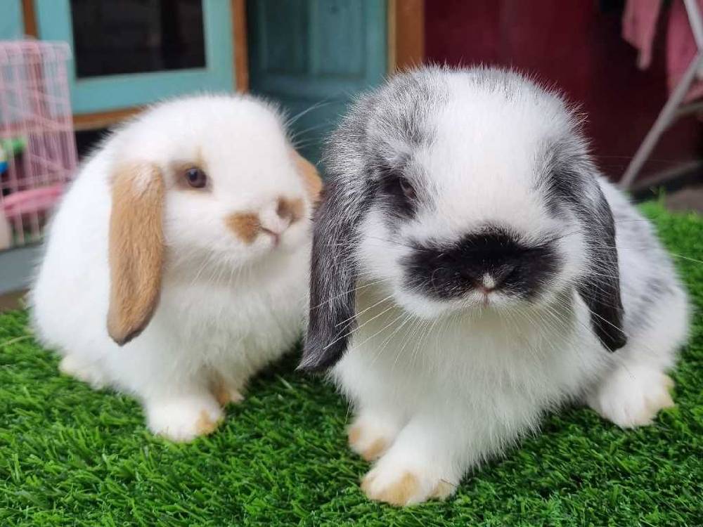 Kelinci Holland Lop
