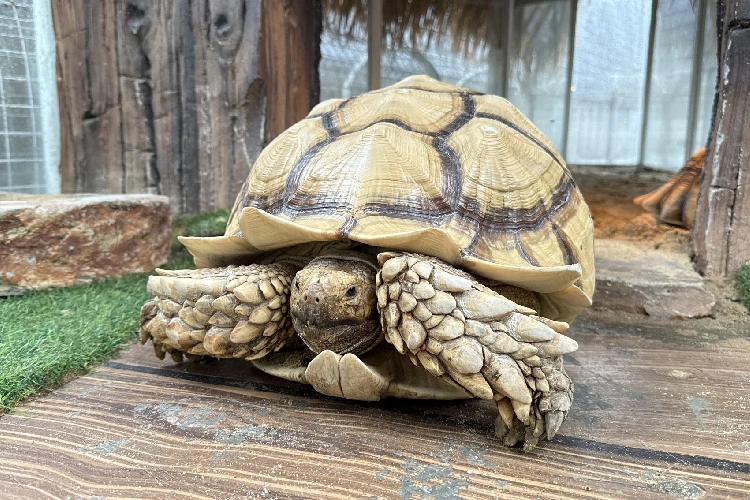 Kura-kura Sulcata