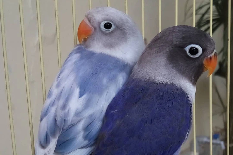 Love Bird
