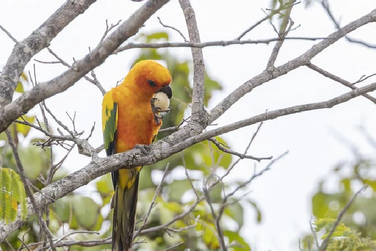 Sun Conure