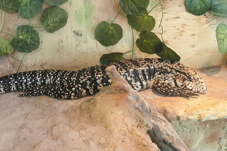 Tegu Argentina